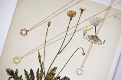 Edwardian Primula Collection